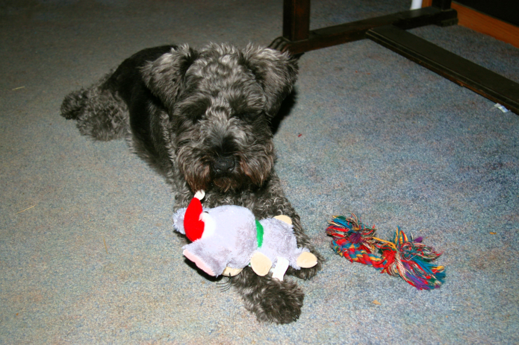 Rion and Toy