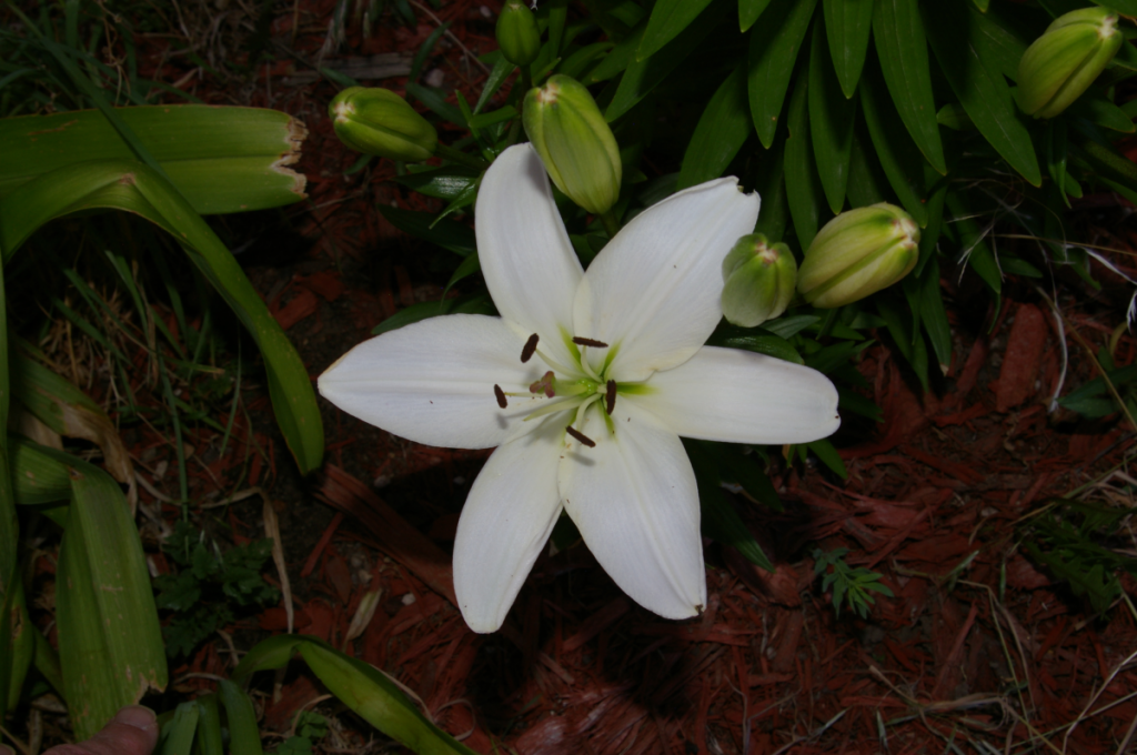 White Lilium
