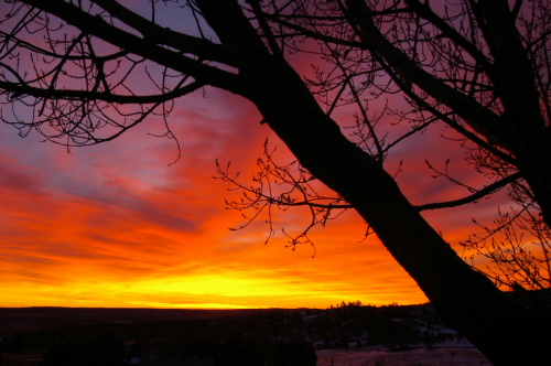 20130208branchesatdawn