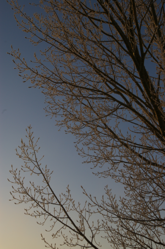Ice Fog