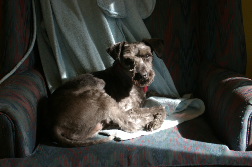 Unshaggy