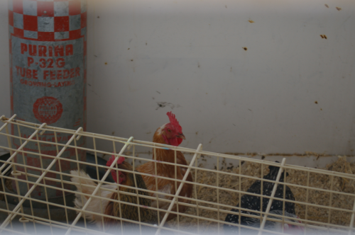 20130612evacuatedchickens