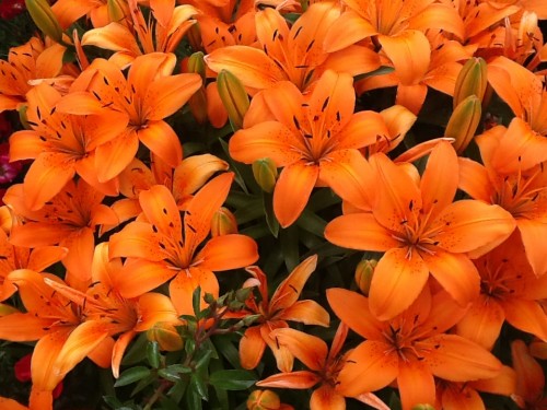 Orange Lilies