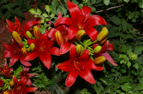20130710lilium