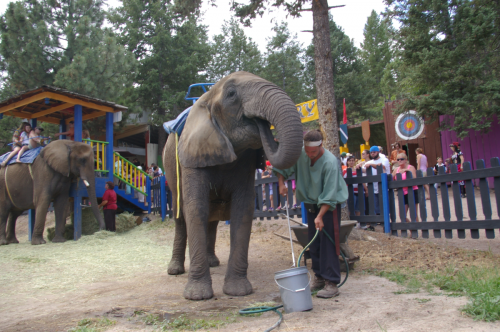 20130713elephant