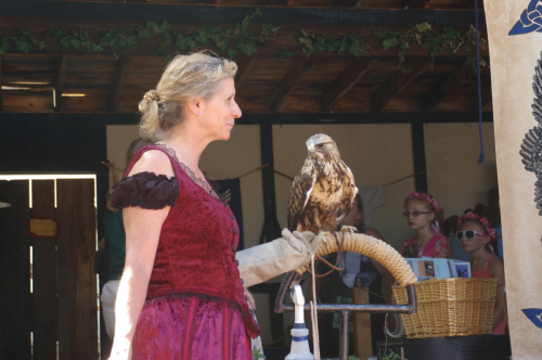 Rough Footed Hawk