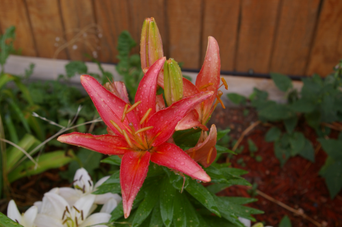 Rain Washed Lily