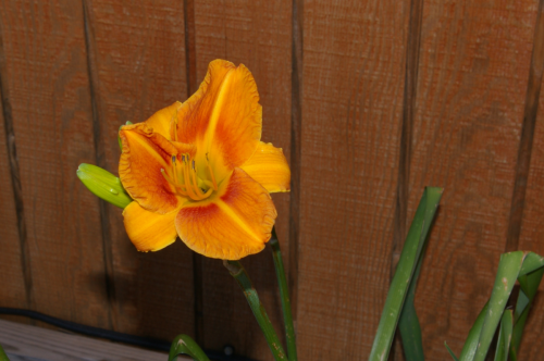 Daylily