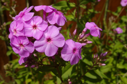 Phlox