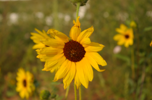 Sunflower