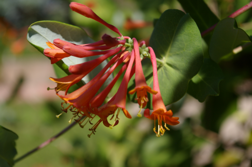 20130908honeysuckle
