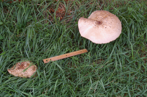 20130915mushroomplanet