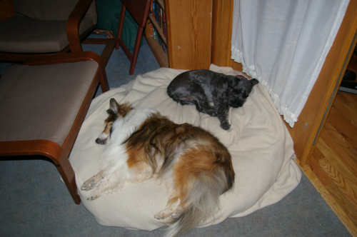 Sharing the Pillow