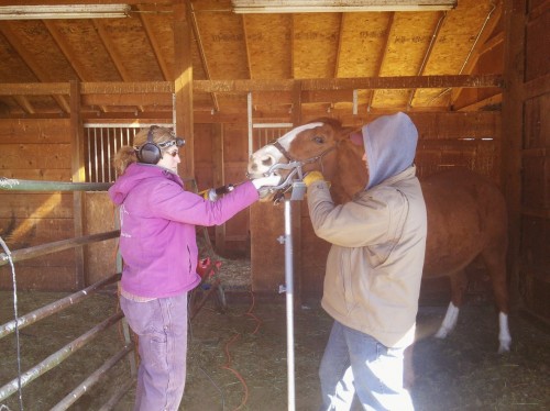 Equine Dentistry