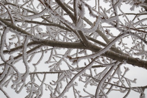 Hoary Branch