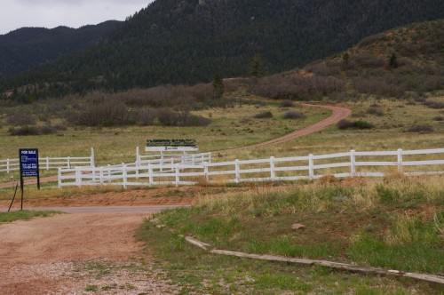 Mountain Lion