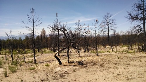 Black Forest Regional Park