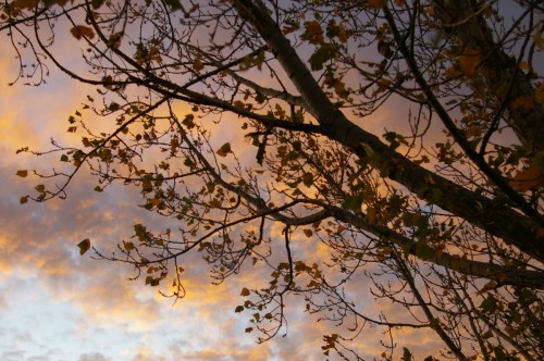 Last Leaves