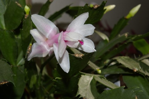 Christmas Cactus