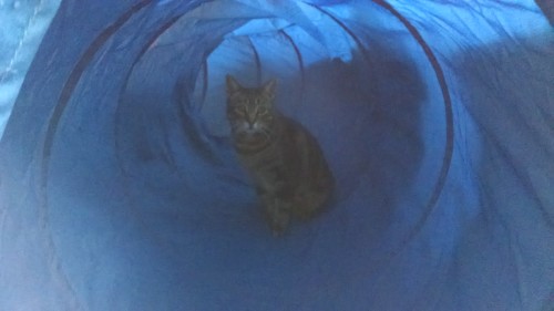 Oxer in Tunnel