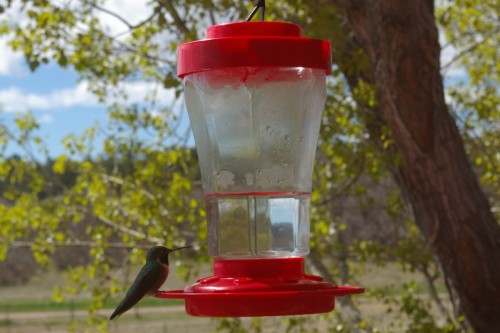 20150517hummingbird