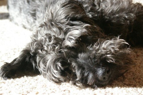 Basking