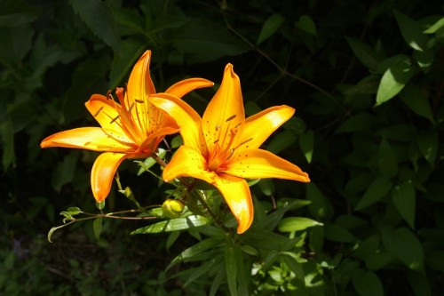 Lilium