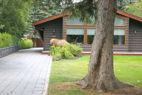 20150815elkinbanff