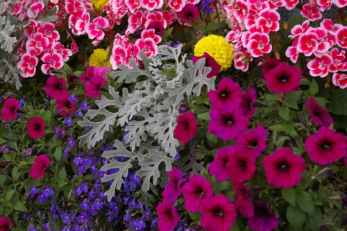 20150817BanffFlowers