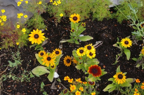 20150817MoreBanffFlowers