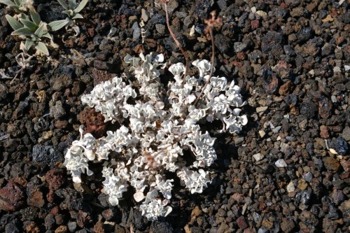 Flowers in Craters of the Moon
