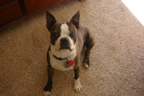 Ears Up!