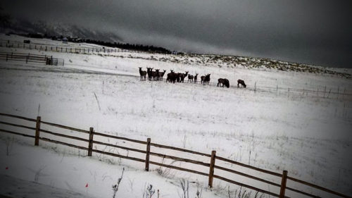 Elk In Snow