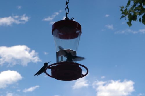Hummingbirds at the Feeder
