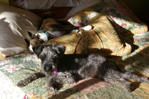 Basking