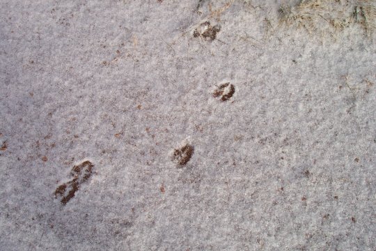 deertracks.jpg