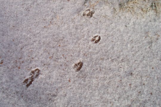 deertracks.jpg