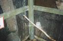 Tawny
