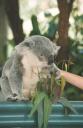 koala excited
