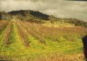 apple_orchard.jpg