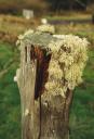 moss.jpg