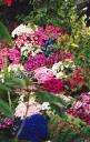 flowers.jpg