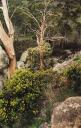 trees-on-rock.jpg