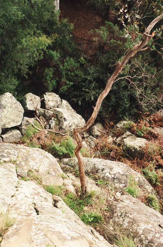tree-on-rock.jpg