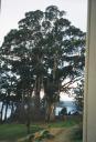 big_tree.jpg