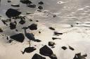 wading_bird.jpg