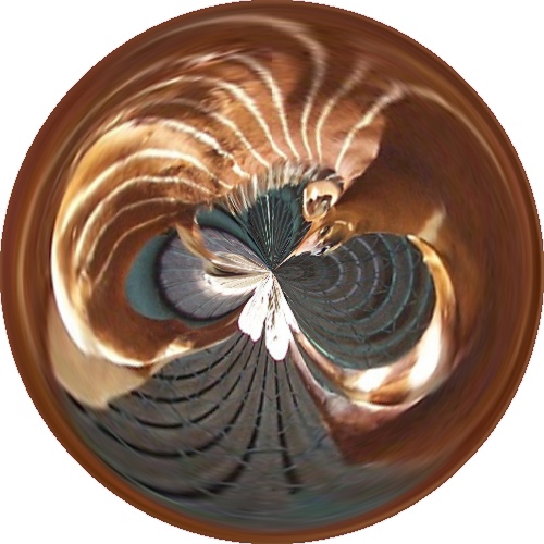 Bongo_Baby_Amazing_Circle.jpg