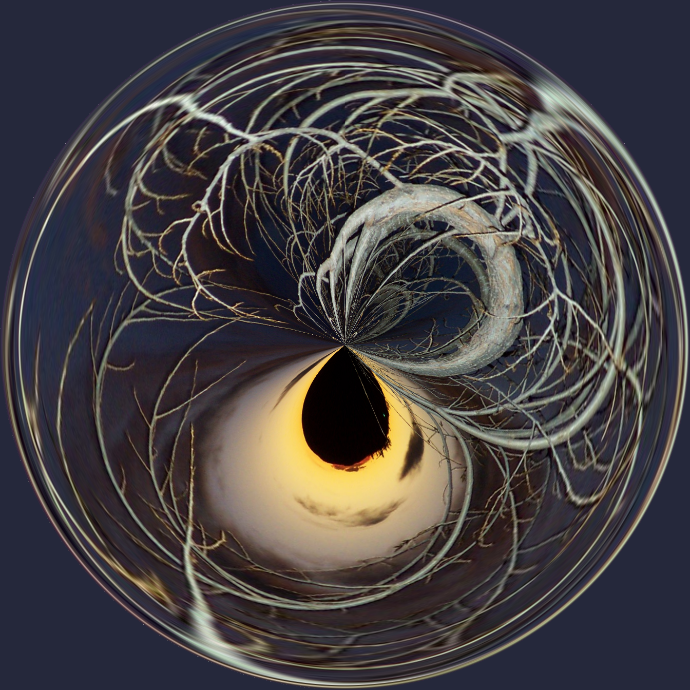 Branches.png