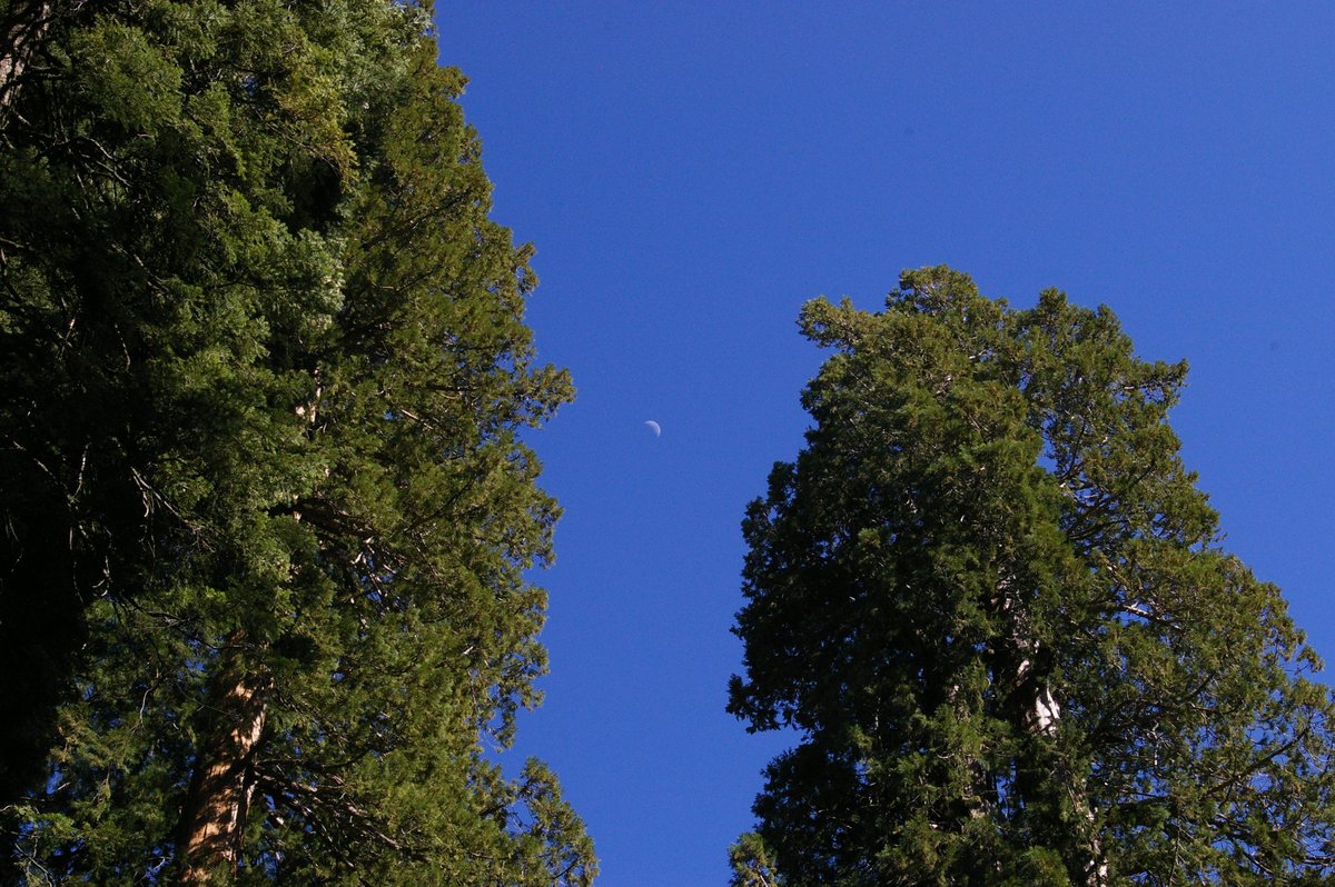 Moon_With_Sequoias.jpg