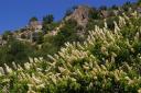 California Buckeye